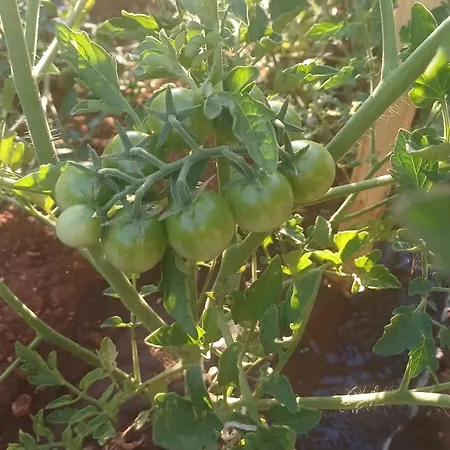 公寓 Puglia Sole Relax Waveproperties